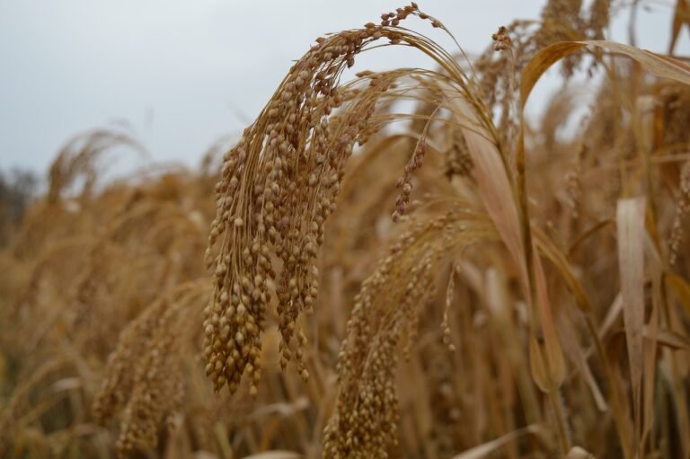 millet, field, agriculture-5337087.jpg